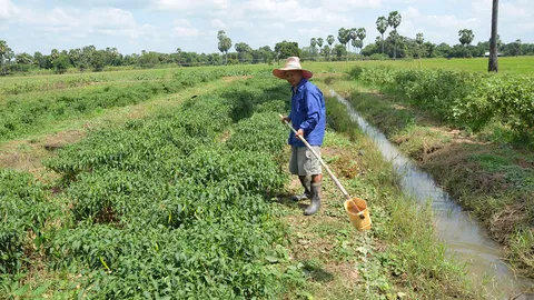 ไม่หวั่นภัยแล้ง! ชาวนาชัยนาท หันปลูกพืชน้ำน้อย สร้างรายได้วันละ 600 บ.