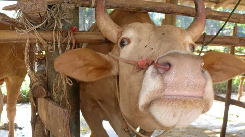 ปศุสัตว์เตือนโรคปากเท้าเปื่อยในโค-กระบือ ระบาดช่วงหน้าหนาว