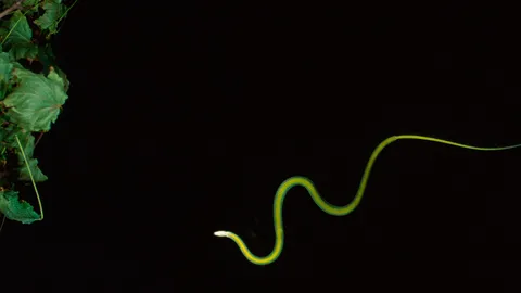 งู "เขี้ยวหลัง" กัดตายไม่รู้ตัว