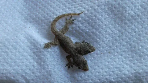  ฮือฮา! จิ้งจก 2 หัว เจ้าของเชื่อให้โชค ชาวบ้านแห่ดู ขอเลขเด็ด 