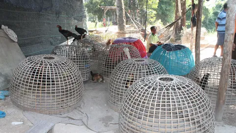 คสช.จับบ่อนไก่ชากังราว ได้ผู้ต้องหา 25คน กับไก่ชน 70ตัว 