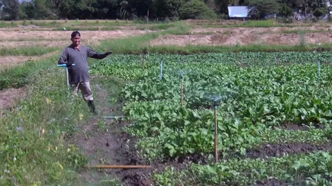 ชาวนาไม่รอน้ำ! อุดรฯปลูกผัก-อุบลฯปลูกเพิงขายแตงโม หาเงินส่งลูกเรียน