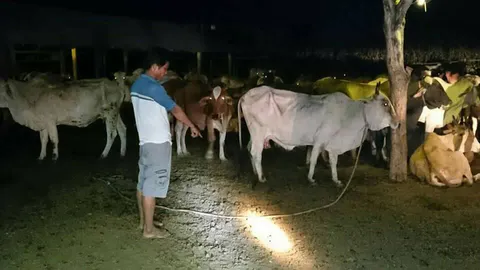 'หนุ่มสุพรรณบุรี' จูงวัวแม่ลูกอ่อนให้นมลูก เคราะห์ร้ายถูกแม่วัวเตะดับ  