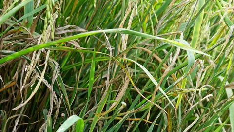 นาน้ำฝนไร้รัฐเหลียวแล ไม่รู้ความ..โรคใบไหม้