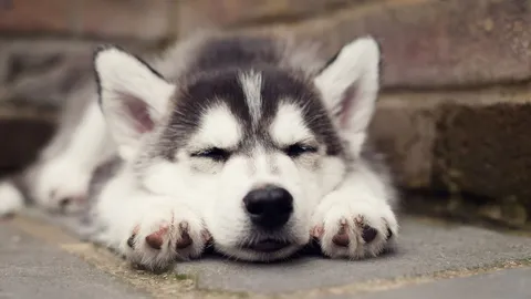 น้องหมาร่วมเตียง มีโทษกวนการนอน