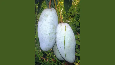 “มะม่วงกิมหงส์” คือเขียวสามรส