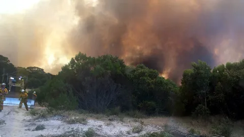 เศร้ามาก ไฟไหม้ป่าในออสเตรเลีย! หมูในฟาร์มใหญ่ โดนไฟคลอกตายนับหมื่น