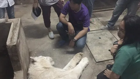 สุดเศร้า‘จัสติน’เสือขาววัย 4 ปี ดาวเด่นไนท์ซาฟารี ตายด้วยโรคไตวาย