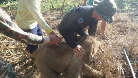 ช่วยปลอดภัย ส่งคืนอ้อมอกแม่! ช้างน้อยหากินกลางดึก พลัดตกหลุม 