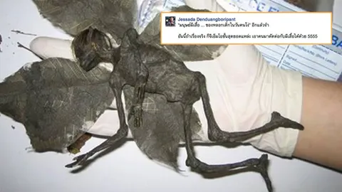 เช็กก่อนแชร์ : มนุษย์ผีเสื้อไม่มีจริง เป็นแค่หุ่นใช้หลอกวันเอพริลฟูลส์เดย์