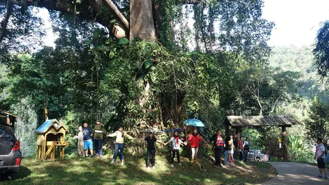 ใหญ่มาก!! ต้นไทรยักษ์เชียงดาว อายุเกิน 200 ปี สูงกว่า 50 ม. 