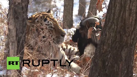 อึ้ง! สวนสัตว์รัสเซียส่งแพะไปเป็นอาหารเสือ กลายเป็นเพื่อนกันเฉย (ชมคลิป)