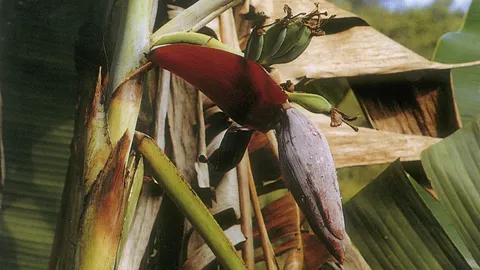 “กล้วยตีบ” กับสรรพคุณน่ารู้