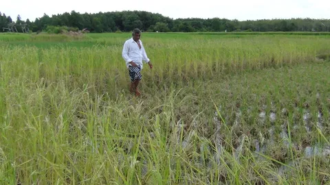 กระดูกสันหลังชาติน้ำตาร่วง! หนูบุกนาข้าวเมืองกระบี่ เสียหาย 300 ไร่