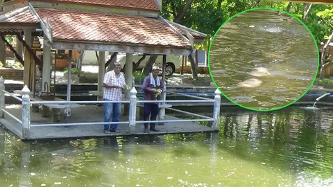 แปลก! ปลาวัดดังอ่างทอง ชอบกินกล้วยน้ำว้าสุก ทำนักท่องเที่ยวฮือฮา