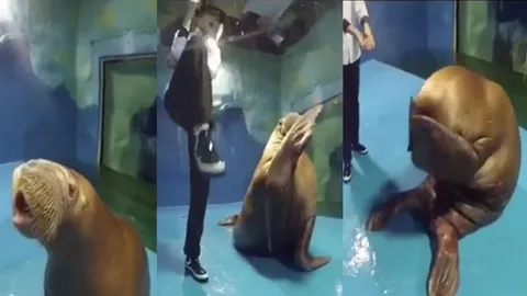 ทั้งฮาและน่ารัก! คลิป 'วอลรัส’ สุดซ่า โชว์สเต็ปเทพ ไมเคิล แจ๊กสัน