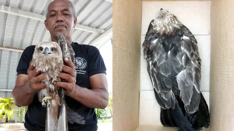 ภูเก็ต ส่งนกเหยี่ยวแดงเข้ารักษา คาด ปีกบาดเจ็บจากไอพ่นเครื่องบิน