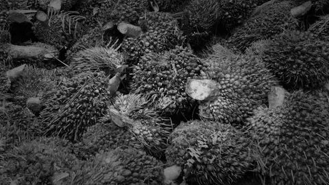 แห่ช่วย พ่อม่ายชีวิตแร้นแค้น ไปเก็บปาล์มเขตหมดสัมปทาน จนถูกจับ