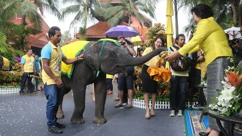   มหัศจรรย์ 'พังหยก' ช้างแสนรู้ วาดรูปพ่อหลวงจูงคุณทองแดง สวนนงนุช พัทยา