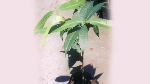 “ชุมแสง” ความเชื่อดีมีสรรพคุณ