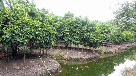 ดูแลสวนผลไม้รับแล้ง