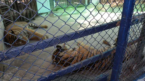 ด.ญ. 4 ขวบยืนติดกรง ถูกเสือโคร่งตลาดน้ำอโยธยา ตะปบเจ็บ