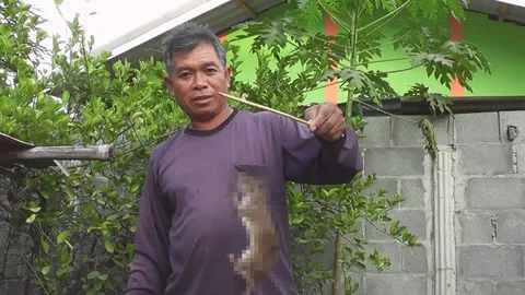 ดักหนูหน้าหนาว ได้วันละพัน! คนกระนวนหากินอยู่กับบ้าน ไม่ต้องไปรับจ้าง  