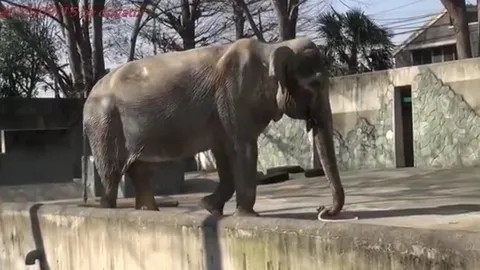 เบาใจขึ้น! เผย 'ช้างฮานาโกะ' ได้รับการดูแลอย่างดีในญี่ปุ่น 