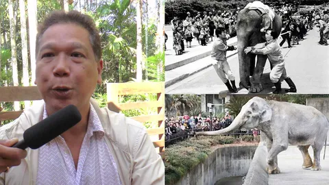 ความจริงเรื่อง ‘คุณยายฮานาโกะ’ ช้างไทยในญี่ปุ่น 67 ปี ทูตแห่งความรัก   