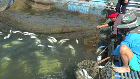 หนาวมาแล้ว! แพร่อุณหภูมิลดฮวบ ปลากระชังน็อกตายนับหมื่นโล