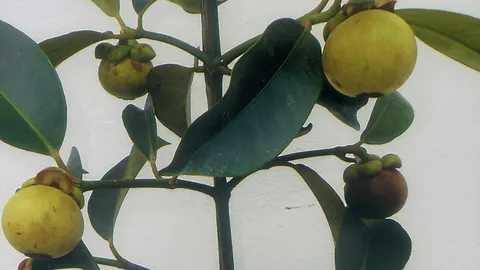 “มังคุด​เสียบ​ยอด” ต้น​เตี้ย 2 ปี​ติด​ผล