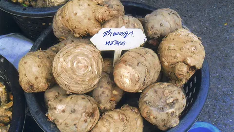 “ว่านชักมดลูก” สรรพคุณเยอะ