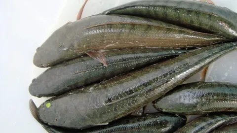 ฟื้นชีพ..ปลาช่อนแม่ลา พันธุ์แท้..ครีบหูสีชมพู