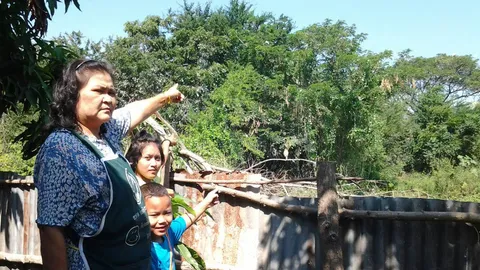 กองทัพ ‘นก’ บุกหมู่บ้าน! ยึดต้นไม้ถ่ายเหม็นหึ่ง ร้องเสียงดังทั้งคืน