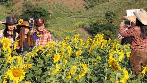 หนาวนี้พะเยาเชิญนทท.สัมผัส 'ทุ่งทานตะวัน' ใหญ่ที่สุดในภาคเหนือ