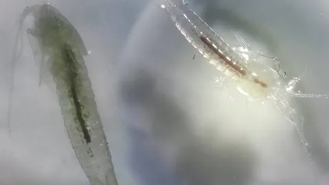 พบกุ้งพันธุ์ใหม่ของไทย ที่วนอุทยานถ้ำเพชรฯ นครสวรรค์