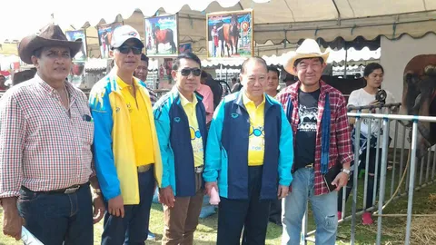 เผยโฉมสุดยอดวัว! พันธุ์อินดูบราซิลแท้