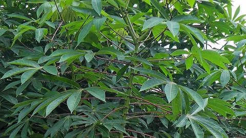 จะเอากันมั้ย...น้ำหยดแก้แล้ง