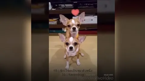 "รักมากๆ" คลิปสุนัขชิวาวา 2 พี่น้องบอกรักกัน สุดน่ารัก