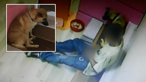 หนุ่มวิตถาร 'ขืนใจหมาเพศเมีย' วงจรปิดจับภาพ เจ้าของแจ้งตร. ตามล่า