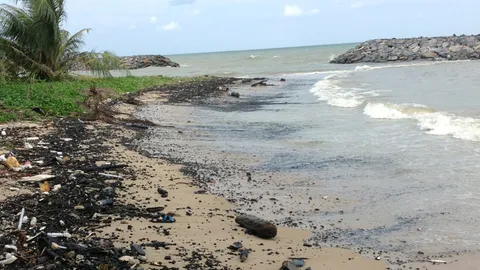 ผวาอีก คราบน้ำมันสีดำเต็มหาดที่หัวไทร เจอซากโลมา-เต่า ตายเกยตื้น