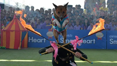 โดดข้ามไฟ