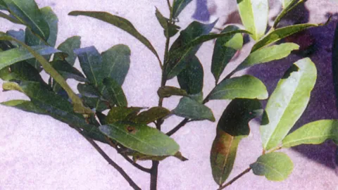 “มะพลับไทย” แก้กามตายด้าน