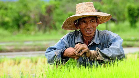 ชาวนาไทยหลัง AEC