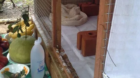 หนุ่มโพสต์สงสาร 'งูพ่อปู่แอปเปิล’ ถูกจับกราบไหว้ขอหวยจนผอมโซ