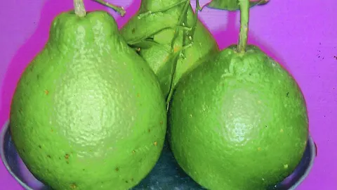 “ส้มจุก” ความเชื่อดี มีกิ่งตอนใหม่ขาย
