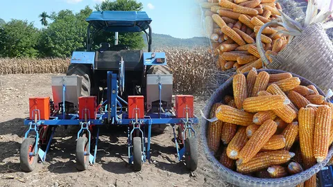 ตรวจดินก่อนปลูกข้าวโพด ลดต้นทุนปุ๋ยช่วยเพิ่มผลผลิต