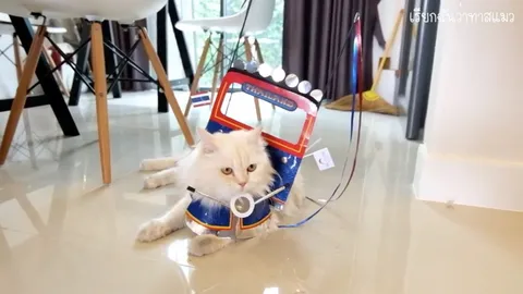 ได้ใจทาสแมว! คลิปน้องเหมียวนำเทรนด์ ใส่ชุด "ตุ๊กตุ๊กไทยแลนด์"