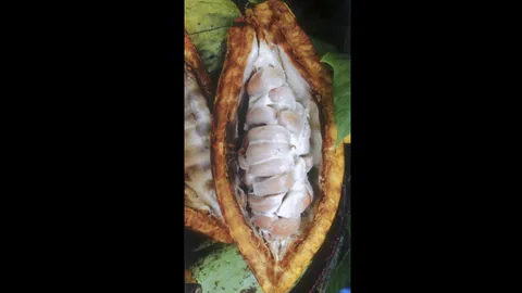 โกโก้ไทย...อนาคตอาจสดใส