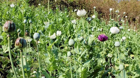 นอภ.เชียงดาวร่วมทหาร ลุยตัดทำลายไร่ฝิ่นลอบปลูกบนดอย กว่า 40 ไร่